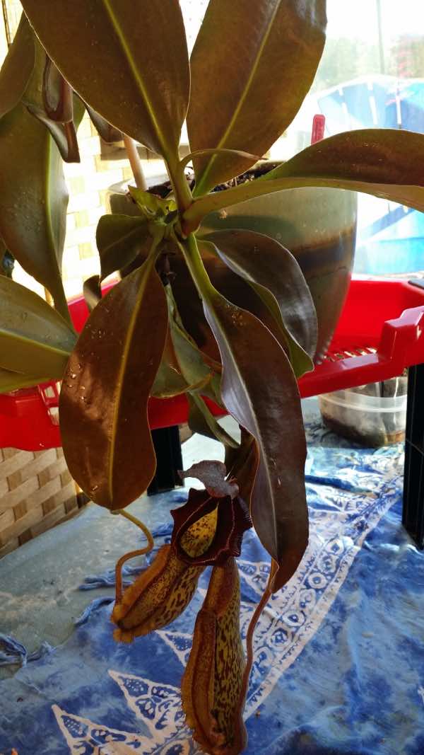 Q/A #52 - Nepenthes Is Growing Sideways, Not Up! - Sarracenia