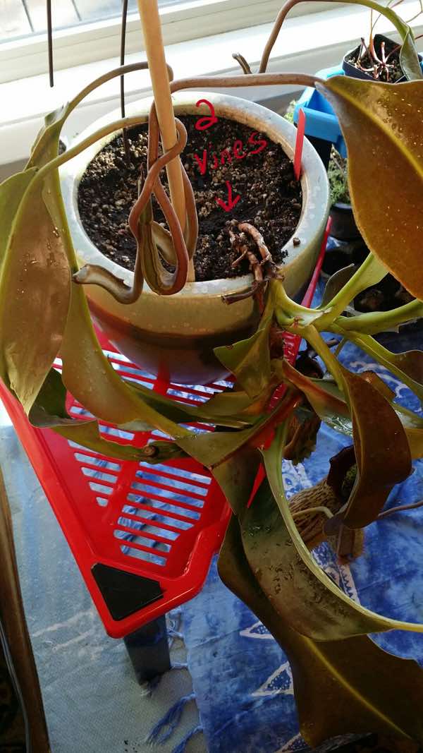Q/A #52 - Nepenthes Is Growing Sideways, Not Up! - Sarracenia